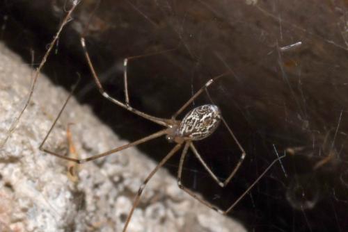 Holocnemus pluchei